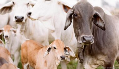 Rodeo ready: Inside a longtime Texas ranch family's major Brahman-breeding operation