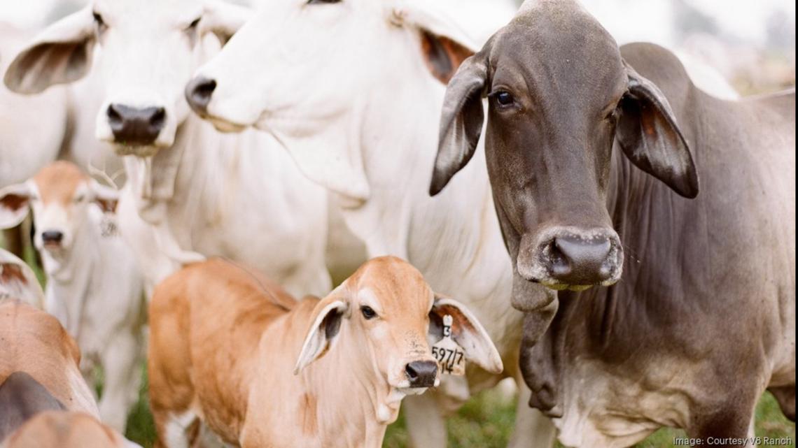 Rodeo ready: Inside a longtime Texas ranch family's major Brahman-breeding operation