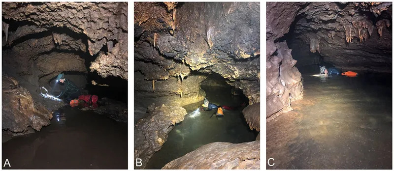 Stream passage in Bender’s Cave. (A) Low ceilings and shallow water; (B) collecting fossils underwater in one of two large rooms; (C) snorkel survey in deeper water; note the mud coating on the ceiling and walls (All units are in millimeters). (CREDIT: Quaternary Research)