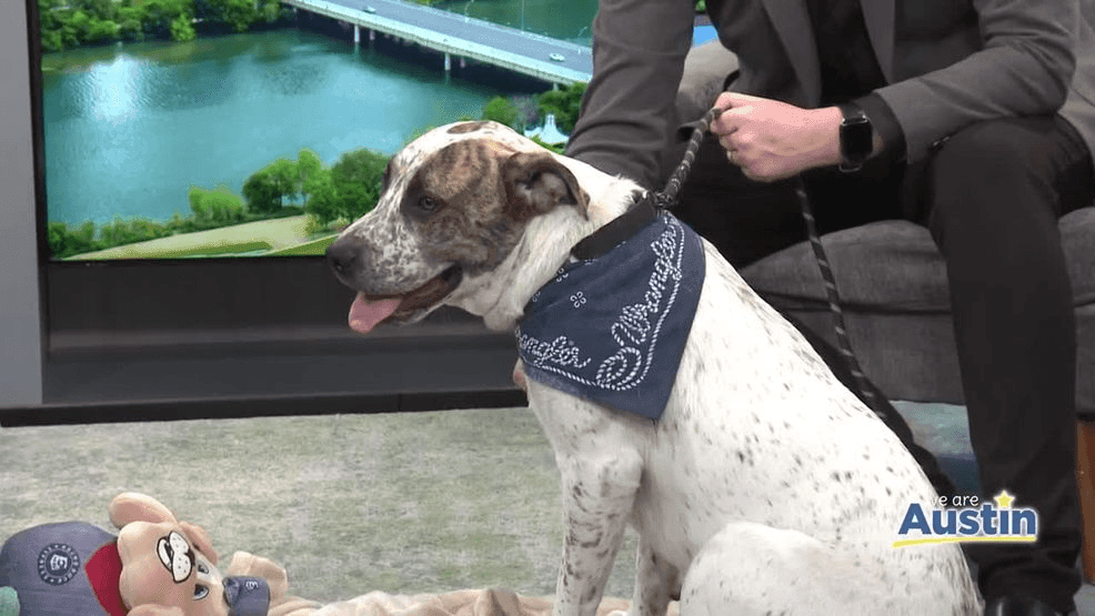 {p}This week’s special guest was Mookie, a lovable dog currently being cared for through the rescue group TRAPRS. Wolf explained that Mookie and his sister were originally found abandoned and wandering near traffic, with kind neighbors feeding them but unable to give them a permanent home. That’s when a foster with TRAPRS stepped in to help.{/p}