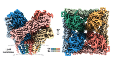 Scientists Map Deadly Hantavirus, Bringing Treatments One Step Closer - UT Austin News