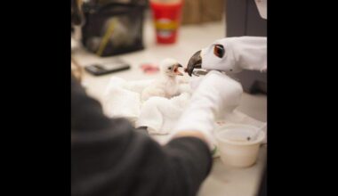 Rare African fish eagle chick hatches at Fort Worth Zoo