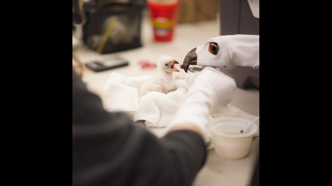 Rare African fish eagle chick hatches at Fort Worth Zoo
