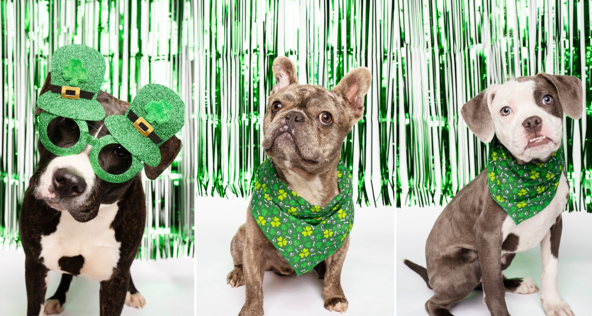 Fur Friday: Feeling lucky? These three pets look to strike gold this St. Patrick’s Day