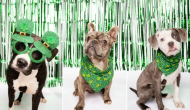 Fur Friday: Feeling lucky? These three pets look to strike gold this St. Patrick’s Day