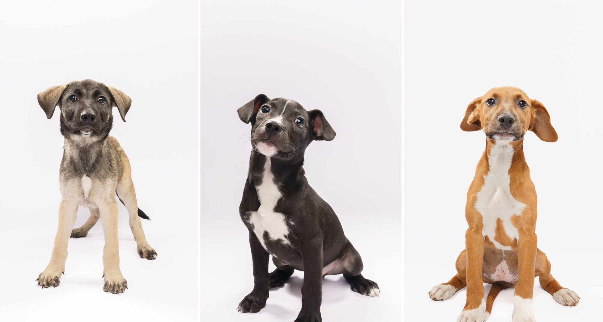 Fur Friday: Travel plans? These puppies are ready to load up and ride along