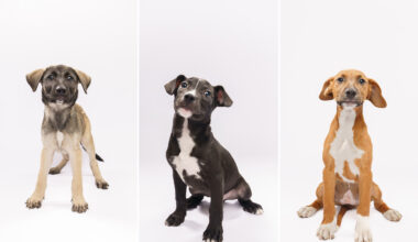 Fur Friday: Travel plans? These puppies are ready to load up and ride along