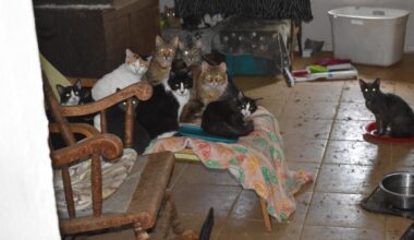 64 cats seized from Garland home with 'deplorable conditions'