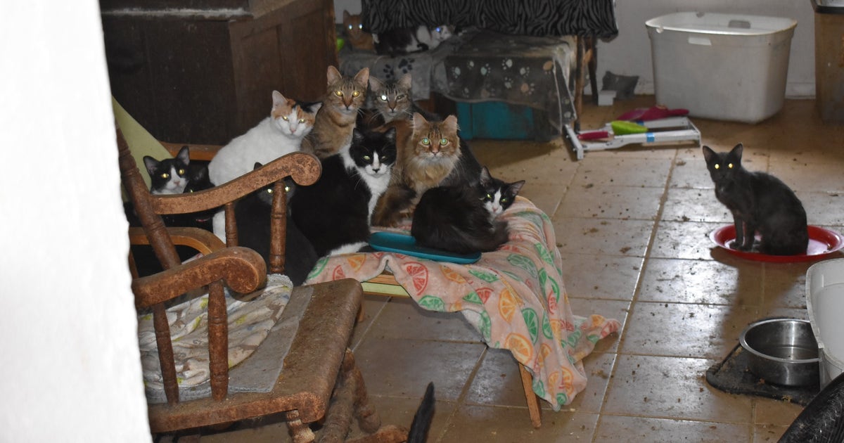 64 cats seized from Garland home with 'deplorable conditions'