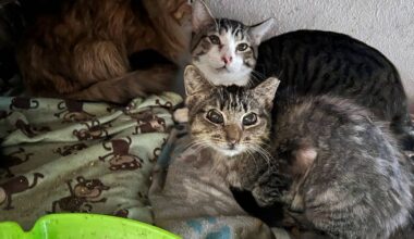 Garland seizes 64 cats from home