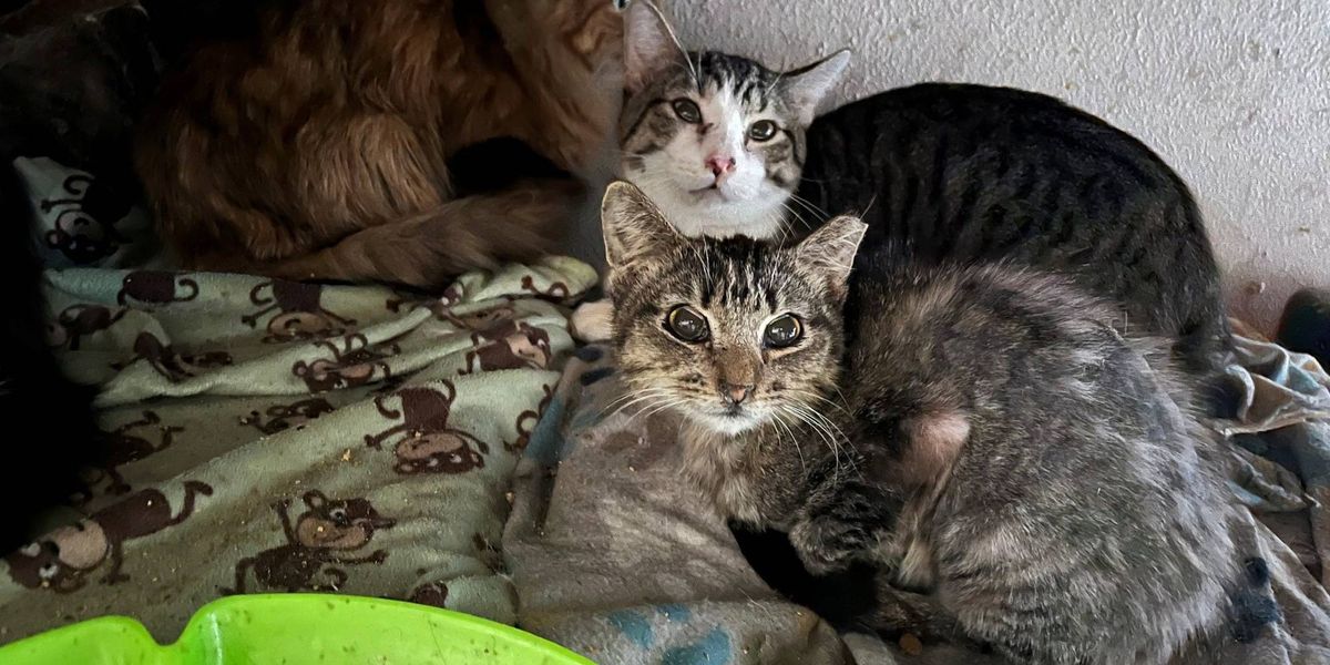 Garland seizes 64 cats from home