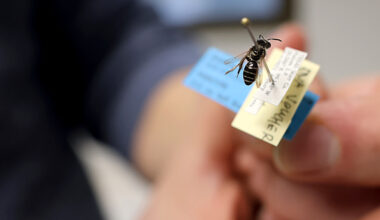 A closeup of hands holding a pinned bee with identifying information.