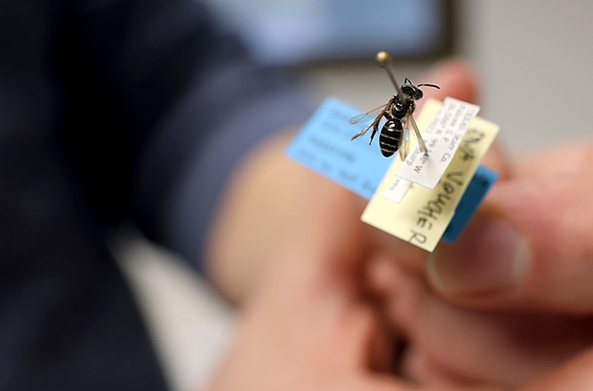 A closeup of hands holding a pinned bee with identifying information.