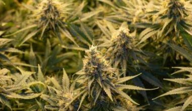 Dallas CBD shop will shutter in response to hemp legislation