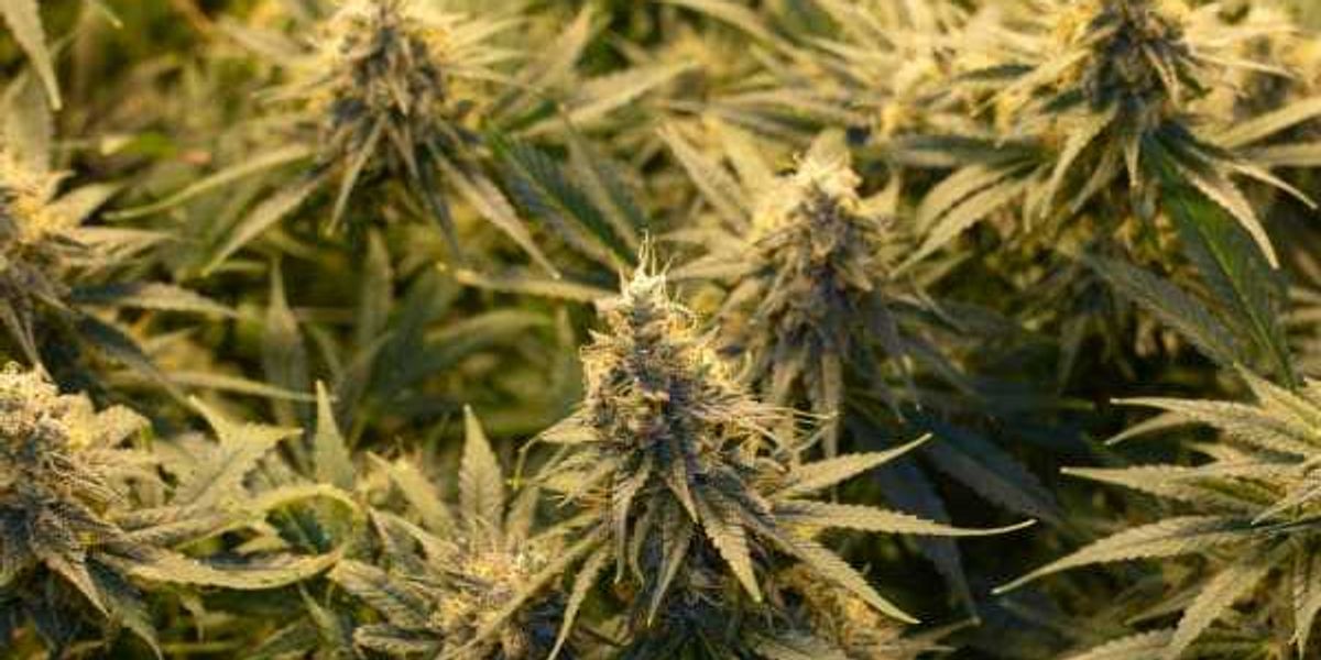 Dallas CBD shop will shutter in response to hemp legislation