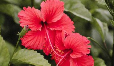 Ceremony Botanical Brewing launches at Hi Sign in Austin