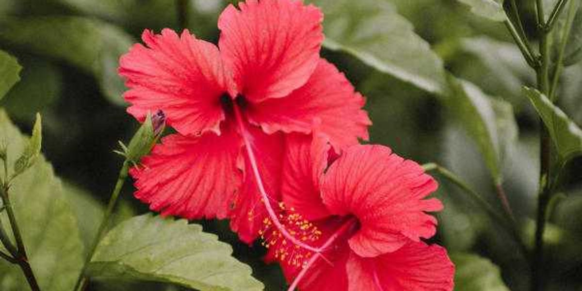 Ceremony Botanical Brewing launches at Hi Sign in Austin