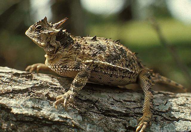 Meet the official Texas reptile, the horned lizard, which is the TCU mascot.