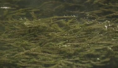 Hydrilla continues to spread in Lake Austin