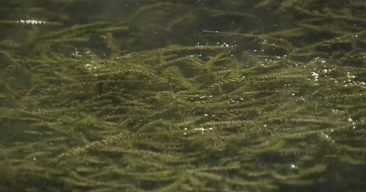 Hydrilla continues to spread in Lake Austin
