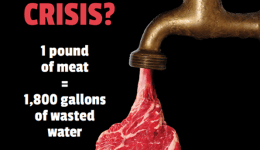 Corpus Christi Water Crisis: PETA Says Dietary Fix Can Help Keep the Taps Running