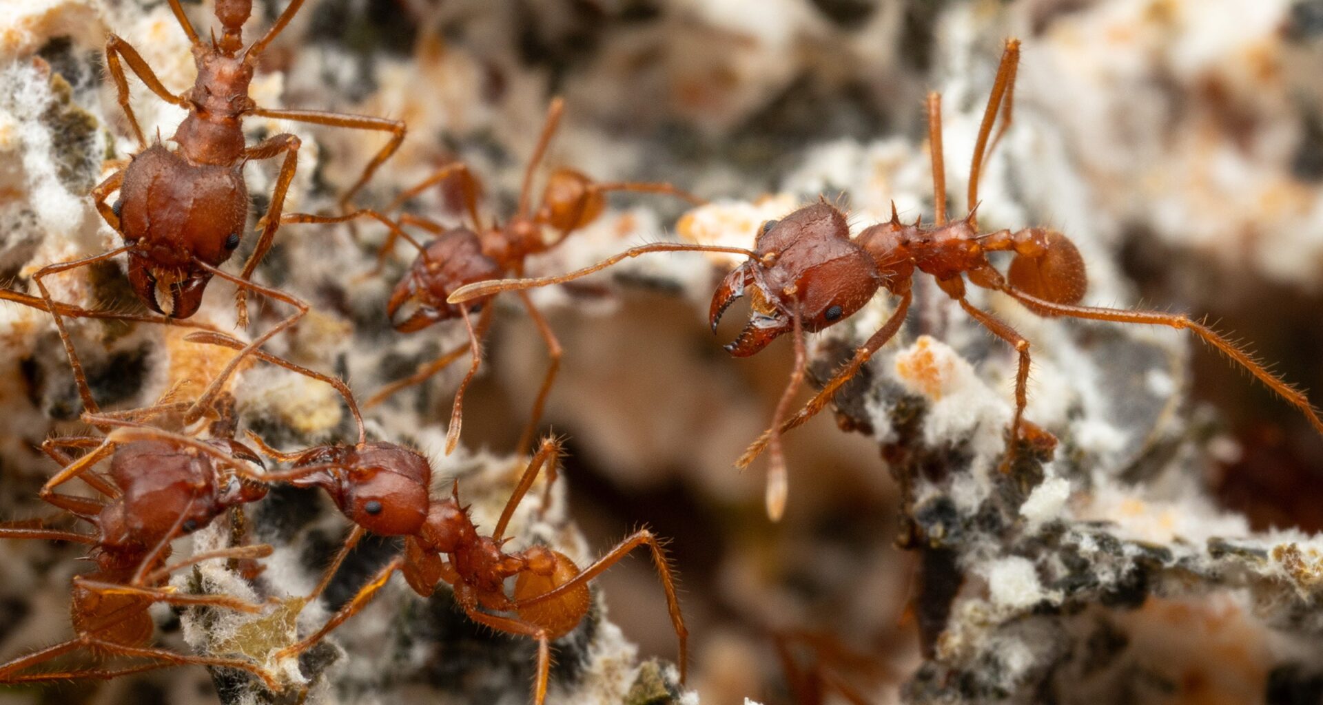 Rooted in Nature: A Bio-Inspired Strategy Using Bacteria to Enhance Plant Fitness