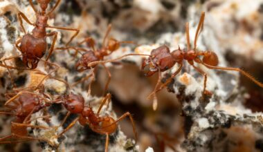 Rooted in Nature: A Bio-Inspired Strategy Using Bacteria to Enhance Plant Fitness