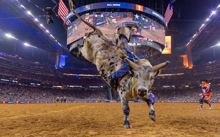Bull riding at Houston Rodeo