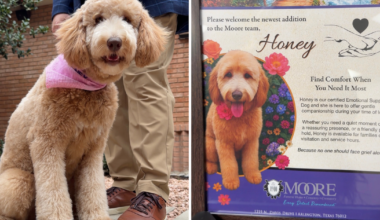 Meet Honey, an Arlington funeral home's most comforting employee