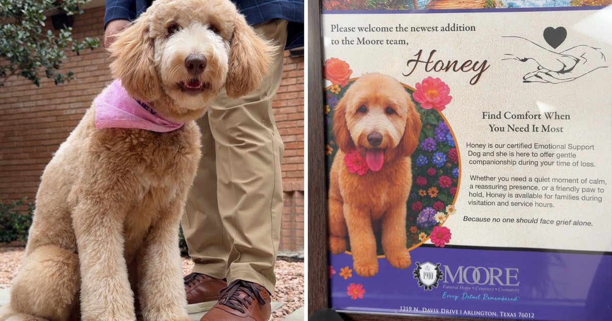Meet Honey, an Arlington funeral home's most comforting employee