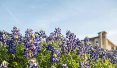 Why the hunt for Hill Country bluebonnets could be trickier