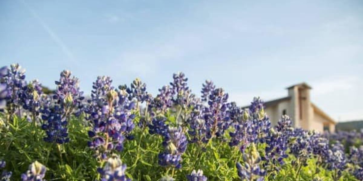 Why the hunt for Hill Country bluebonnets could be trickier