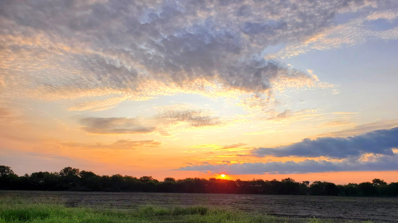 A sunrise over a field in Melissa, TX
