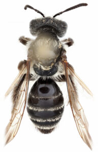 Closeup of a female miner bee.