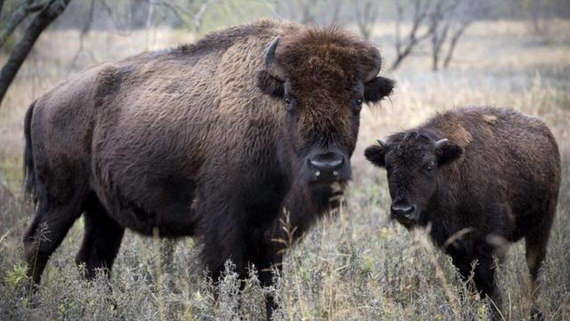 Bison herd
