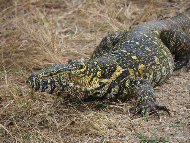 nile monitor lizard invasive species