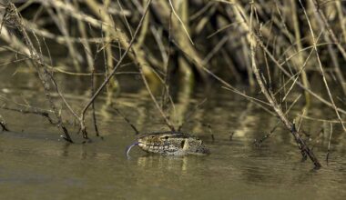 South Florida Has a New Invasive Species — and It Bites