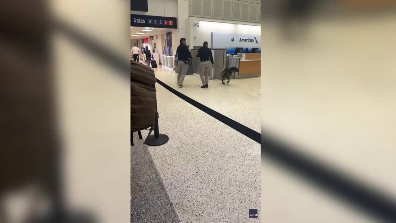 VIDEO: Sniffer dog seen playing at Houston's Bush Airport