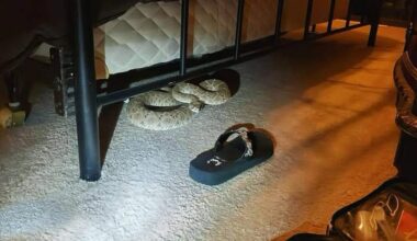 Texas family finds huge rattlesnake hiding under their bed