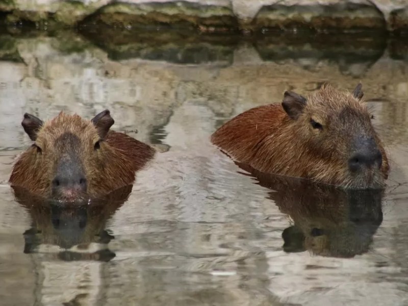 San Antonio Zoo visitors can now feed the capybaras