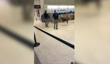 Airport sniffer dog at IAH caught playing while working: VIDEO
