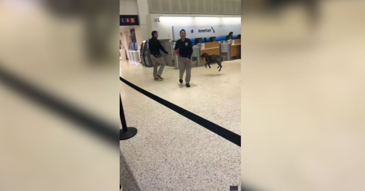 Airport sniffer dog at IAH caught playing while working: VIDEO