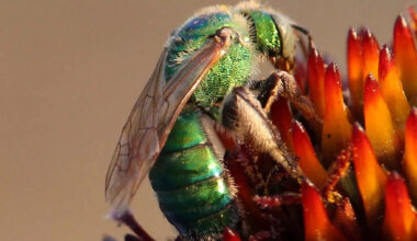 sweat bee close up.jpg