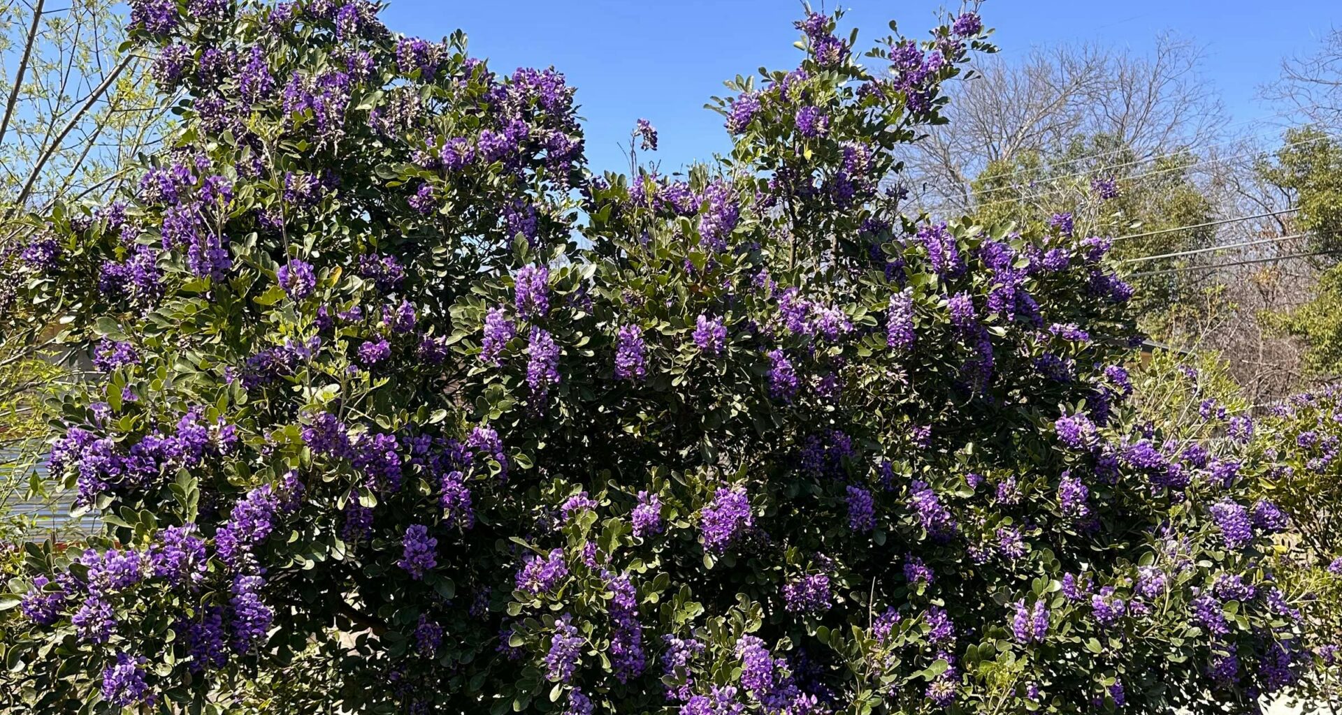 This Might’ve Been the Best Year for Mountain Laurels Ever