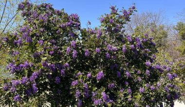 This Might’ve Been the Best Year for Mountain Laurels Ever