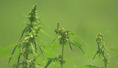 New rules, regulations for THC in Texas take effect March 31