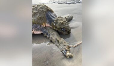 Endangered sea turtle washes up on Texas beach, recovering after Houston Zoo emergency visit