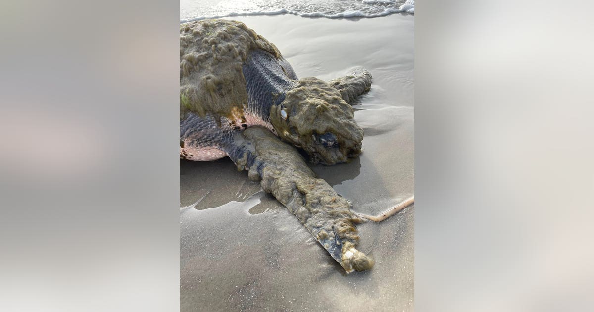 Endangered sea turtle washes up on Texas beach, recovering after Houston Zoo emergency visit