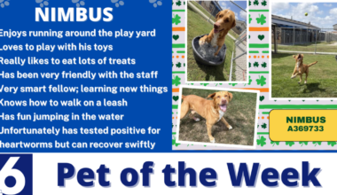 Pet of the Week: Nimbus