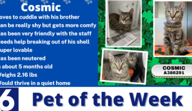 Pet of the Week: Cosmic